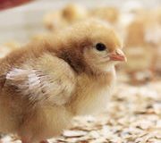 Bien-être animal. Une technique pour éviter le broyage des poussins mâles