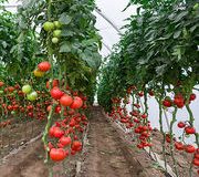 Légumes bio. La culture de tomates bio sous serre échauffe les producteurs