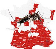 Moustiques. L’inexorable progression du moustique tigre