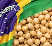 Amazonie en feu. Peut-on éviter le soja brésilien ?
